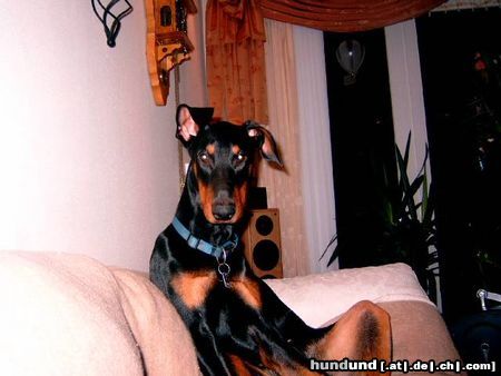 Dobermann Hunde Foto 18211 Dobermann Luke