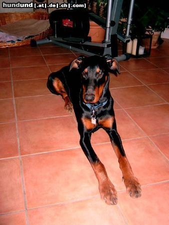 Dobermann Hunde Foto 18210 in höherer Auflösung ansehen Dobermann Luke