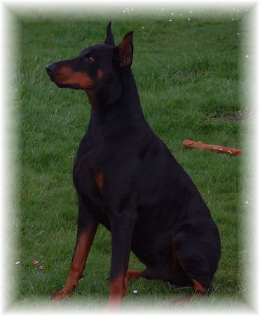 Dobermann Hunde Foto 1753 Dobermann Xandor von der Edeltanne (Lux)
