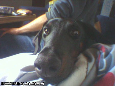 Dobermann Hunde Foto 10408 Dobermann