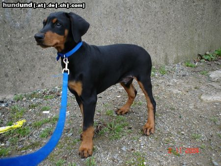 Dobermann Hunde Foto 16305 Dobermann Mikey (10 wochen alt)