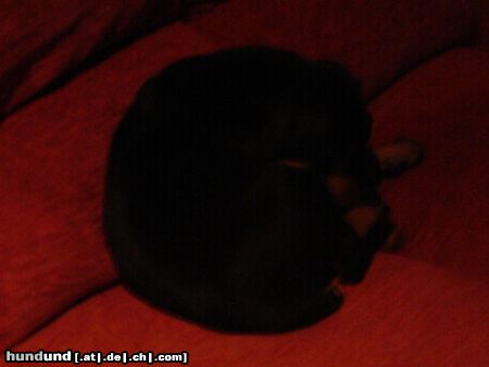 Dobermann Hunde Foto 16307 Dobermann Mikey grüßt aus Irland
