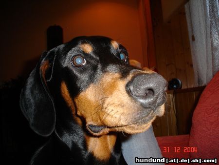 Dobermann Hunde Foto 17577 in höherer Auflösung ansehen Dobermann MIKEY ganz nah