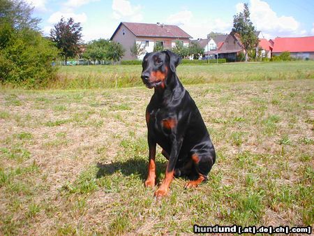 Dobermann Hunde Foto 6296 Dobermann ciupy@aol.com