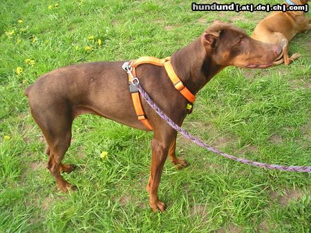 Dobermann Hunde Foto 14292 Dobermann Ginger