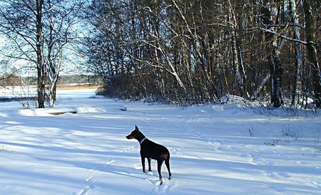 Dobermann Mein Dobimädchen