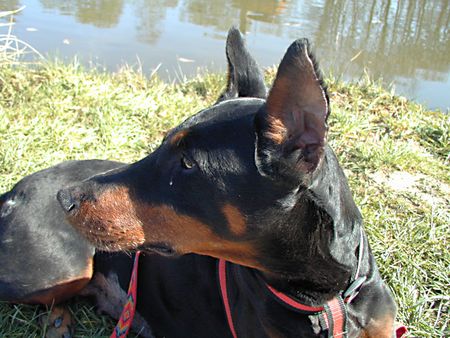 Dobermann Mein Dobimädchen