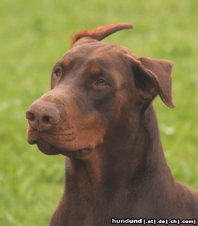Dobermann Hunde Foto 23469 in höherer Auflösung ansehen Dobermann Armi