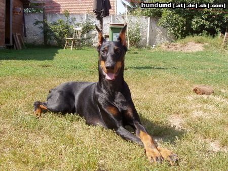 Dobermann Hunde Foto 15146 in höherer Auflösung ansehen Dobermann Qui Vive