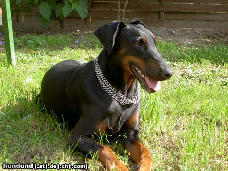 Dobermann Hunde Foto 7474 in höherer Auflösung ansehen Dobermann Carmen - Sommer 2003
