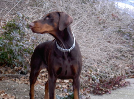 Dobermann Hunde Foto 31128 in höherer Auflösung ansehen Dobermann wattn da los