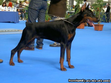 Dobermann Hunde Foto 12127 Dobermann ALPHA BEST of MILANO 8 Monate alt, CACIB Salzburg 2004: Best Dobermann Puppy und BEST PUPPY (BIS) of CACIB SALZBURG 2004 EURO DOG SHOW 2004: Best Dobermann Puppy, Best Puppy of Second Group und BEST PUPPY OF EURO DOG SHOW BARCELONA 2004