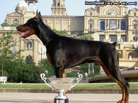 Dobermann Hunde Foto 12126 Dobermann ALPHA BEST of MILANO 8 Monate alt, CACIB Salzburg 2004: Best Dobermann Puppy und BEST PUPPY (BIS) of CACIB SALZBURG 2004 EURO DOG SHOW 2004: Best Dobermann Puppy, Best Puppy of Second Group und BEST PUPPY OF EURO DOG SHOW BARCELONA 2004