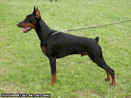 Dobermann Hunde Foto 12105 Dobermann ALPHA BEST of MILANO 8 Monate alt, CACIB Salzburg 2004: Best Dobermann Puppy und BEST PUPPY (BIS) of CACIB SALZBURG 2004 EURO DOG SHOW 2004: Best Dobermann Puppy, Best Puppy of Second Group und BEST PUPPY OF EURO DOG SHOW BARCELONA 2004