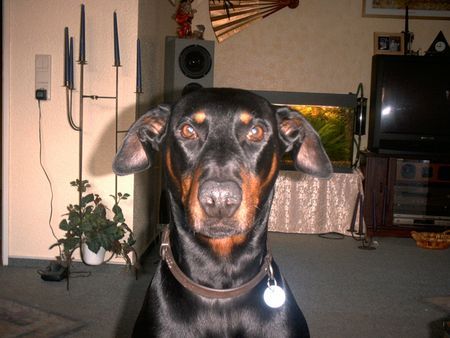 Dobermann Rocky aus berne 10 Jahre alt