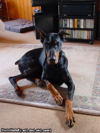 Dobermann Hunde Foto 8607 Dobermann