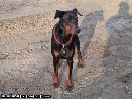Dobermann Hunde Foto 6047 Dobermann Darien 1998.08.27 - 2003.05.17