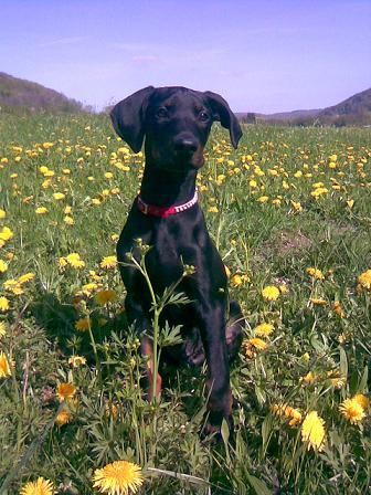 Dobermann Hunde Foto 38559 in höherer Auflösung ansehen Dobermann Romeo 12 Wochen alt