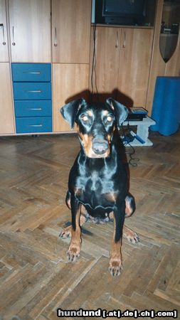 Dobermann Hunde Foto 6681 Dobermann Roxy