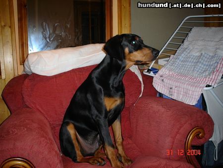 Dobermann Hunde Foto 17580 in höherer Auflösung ansehen Dobermann MIKEY