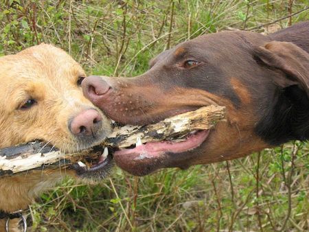 Dobermann Hunde Foto 32564 Dobermann sally & canis
