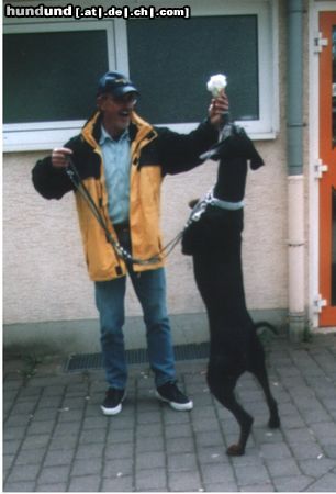 Dobermann Hunde Foto 2760 Dobermann Verrückt nach Eis