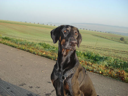 Dobermann Hunde Foto 40274 Dobermann Morgensonne
