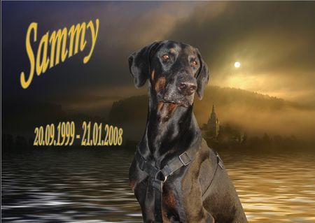 Dobermann Hunde Foto 41018 in höherer Auflösung ansehen Dobermann Abschied