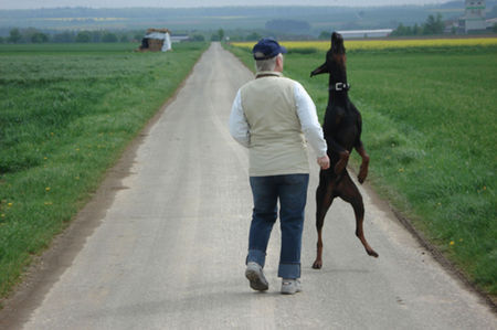 Dobermann Hunde Foto 34288 in höherer Auflösung ansehen Dobermann Ich bin größer....