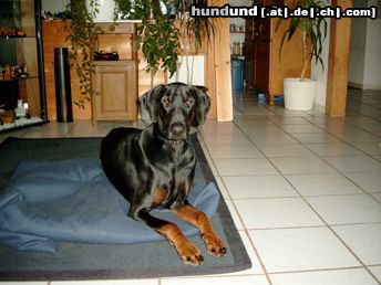 Dobermann Hunde Foto 19405 in höherer Auflösung ansehen Dobermann immer lieb
