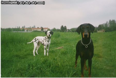 Dobermann Hunde Foto 15394 in höherer Auflösung ansehen Dobermann Cleo mit ihrem Lebensgefährten Joker