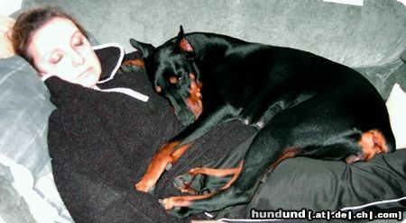Dobermann Hunde Foto 20325 Dobermann Zannia van Hof ter Eyndhoven (Femke) Schoßhündchen