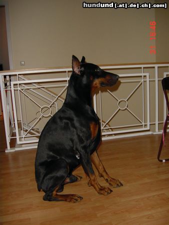Dobermann Hunde Foto 14794 in höherer Auflösung ansehen Dobermann Shakur