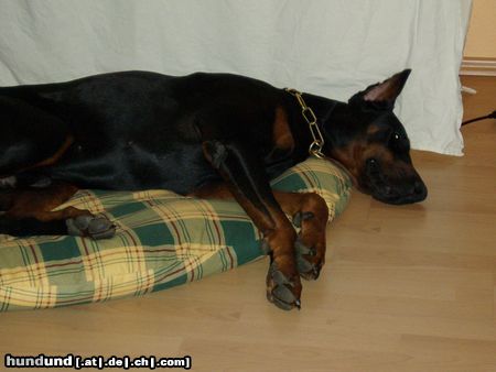 Dobermann Hunde Foto 14796 Dobermann Shakur muß schlafen