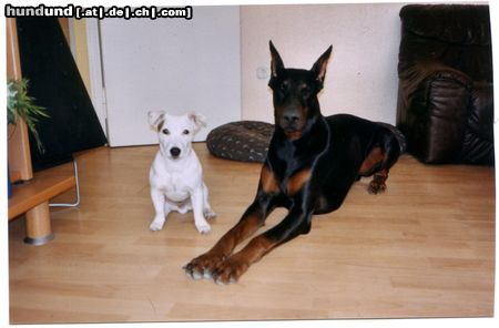 Dobermann Hunde Foto 14795 Dobermann Snoopy & Shakur (v.l.)