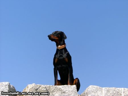 Dobermann Hunde Foto 23020 Dobermann Snoop(Tolle Aussicht)