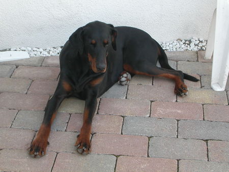 Dobermann Unser Spike !