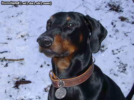 Dobermann Hunde Foto 23021 in höherer Auflösung ansehen Dobermann Ist was???