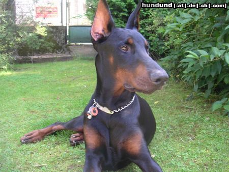 Dobermann Hunde Foto 14671 Dobermann Valco