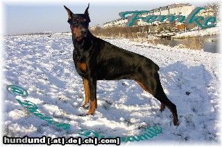 Dobermann Hunde Foto 20326 Dobermann Zannia van Hof ter Eyndhoven (Femke)