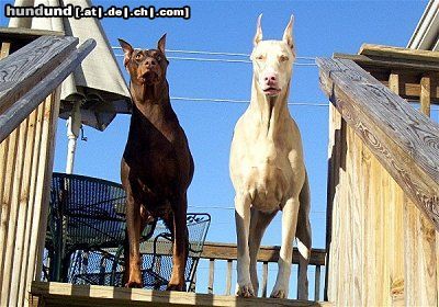 Dobermann Hunde Foto 23367 in höherer Auflösung ansehen Dobermann have you ever seen a white dobermann?