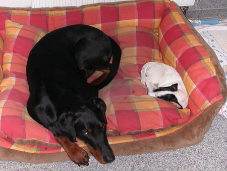 Dobermann Spike und Willi !