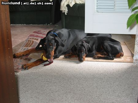 Dobermann Hunde Foto 14006 Dobermann Xierra & Brunello