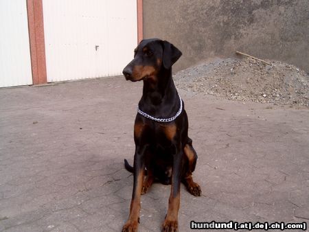 Dobermann Hunde Foto 10367 Dobermann Graf Jivago von der Sassenburg