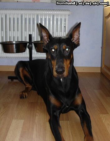 Dobermann Hunde Foto 20746 in höherer Auflösung ansehen Dobermann Adonis