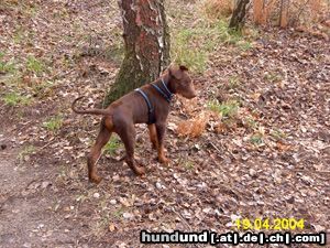 Dobermann Hunde Foto 11096 Dobermann Träumerchen