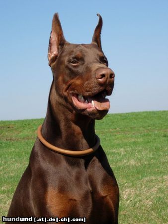 Dobermann Hunde Foto 21315 in höherer Auflösung ansehen Dobermann
