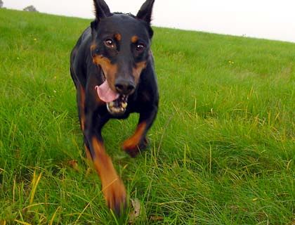 Dobermann Hunde Foto 1931 Dobermann Alien