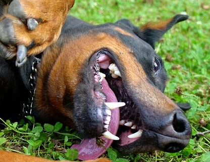 Dobermann Hunde Foto 1911 Dobermann Alien