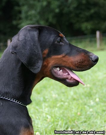 Dobermann Hunde Foto 24115 in höherer Auflösung ansehen Dobermann Alina Dobi Royal (15 Wochen alt)